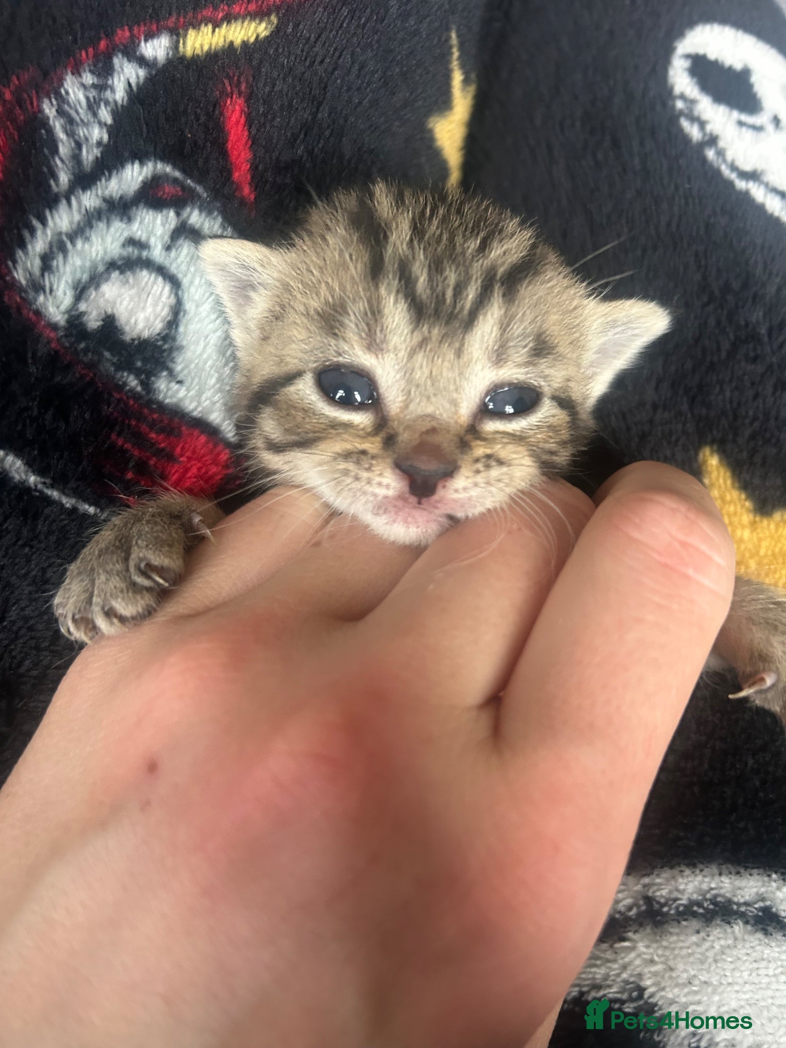 Mixed Breed cats Kittens  - Advert 17