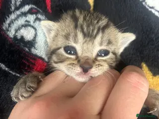 Mixed Breed cats Kittens - Advert 17