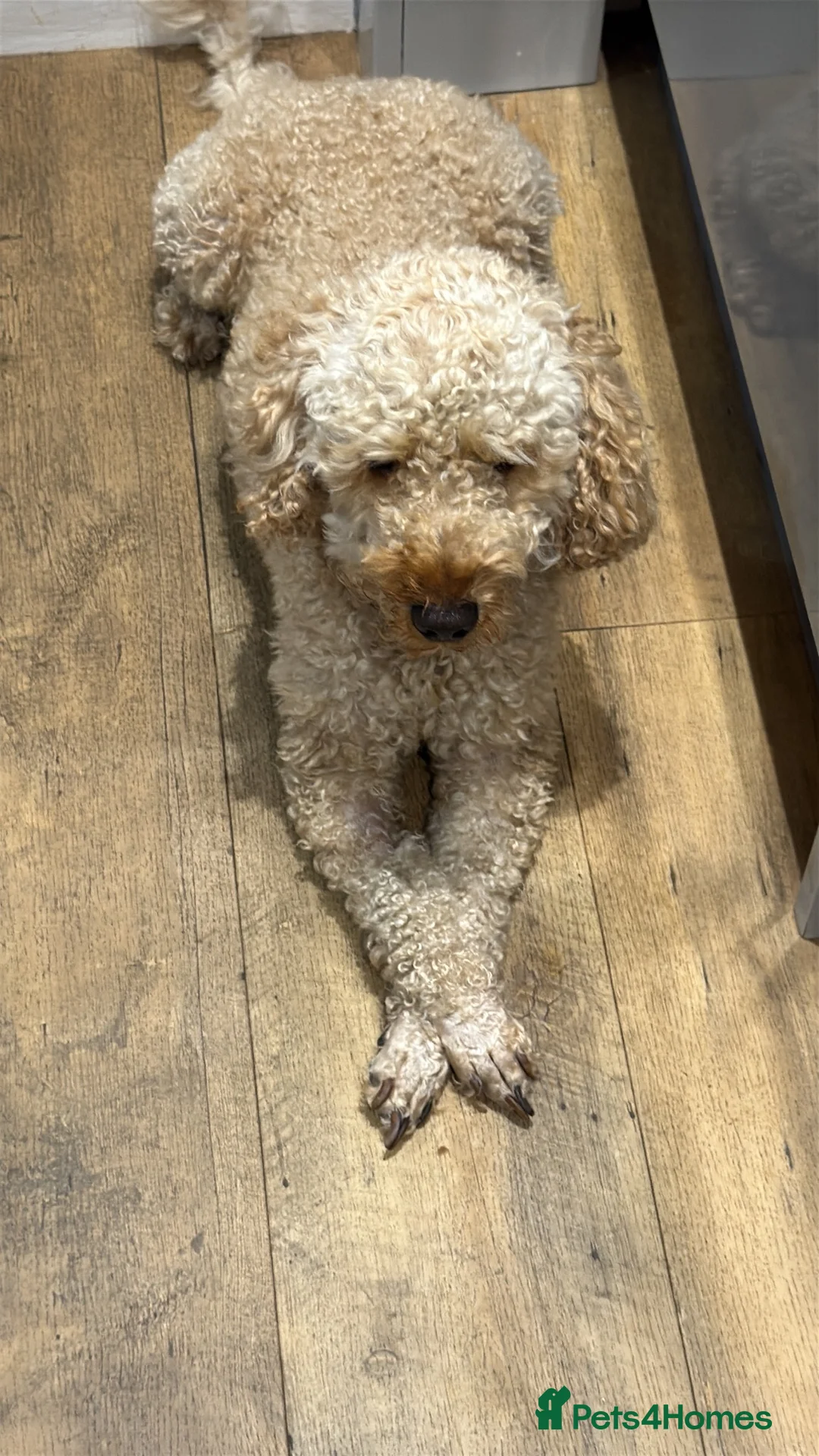Cockapoo dogs for sale: Family pet looking for a new loving home  in Norwich - Advert 1