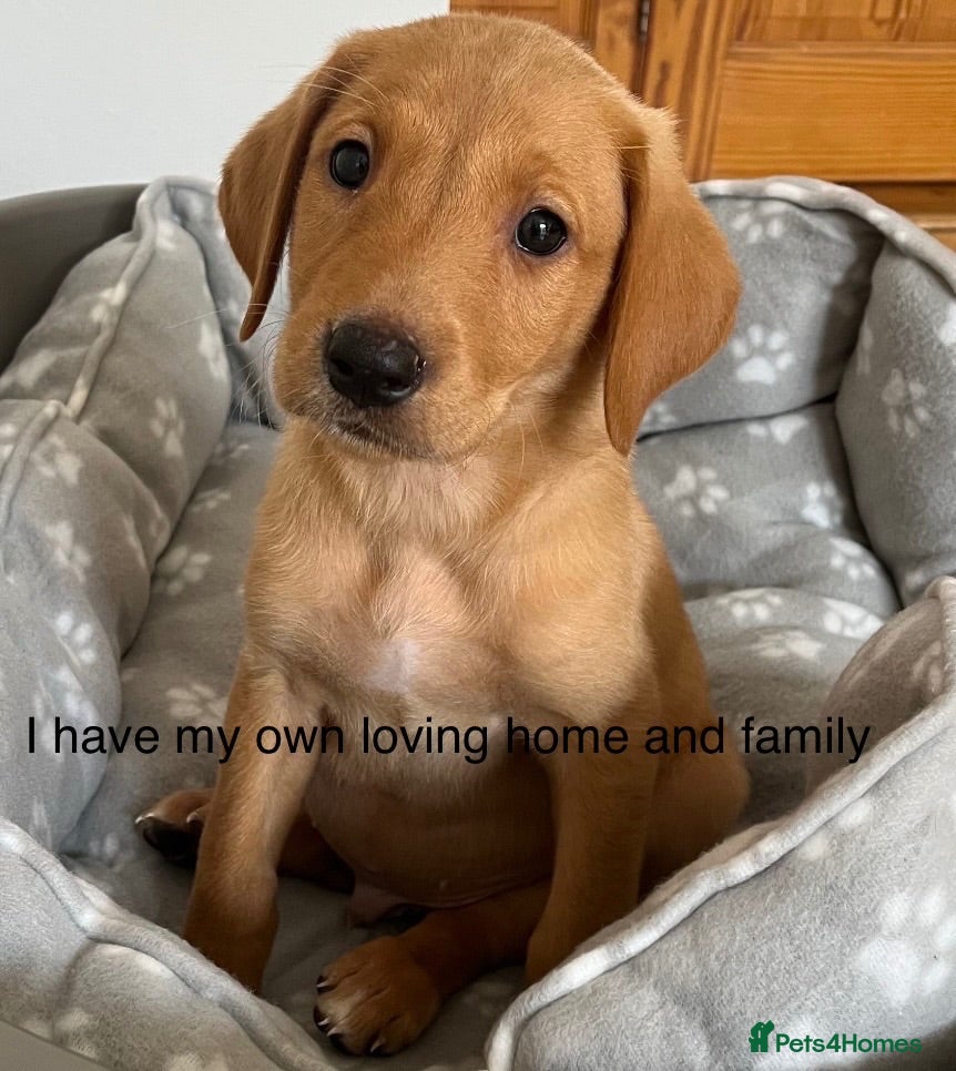 Labrador Retriever dogs Fox Red labrador - Advert 2