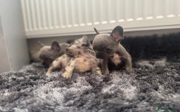 French Bulldog dogs for sale: French bulldogs - Image 10