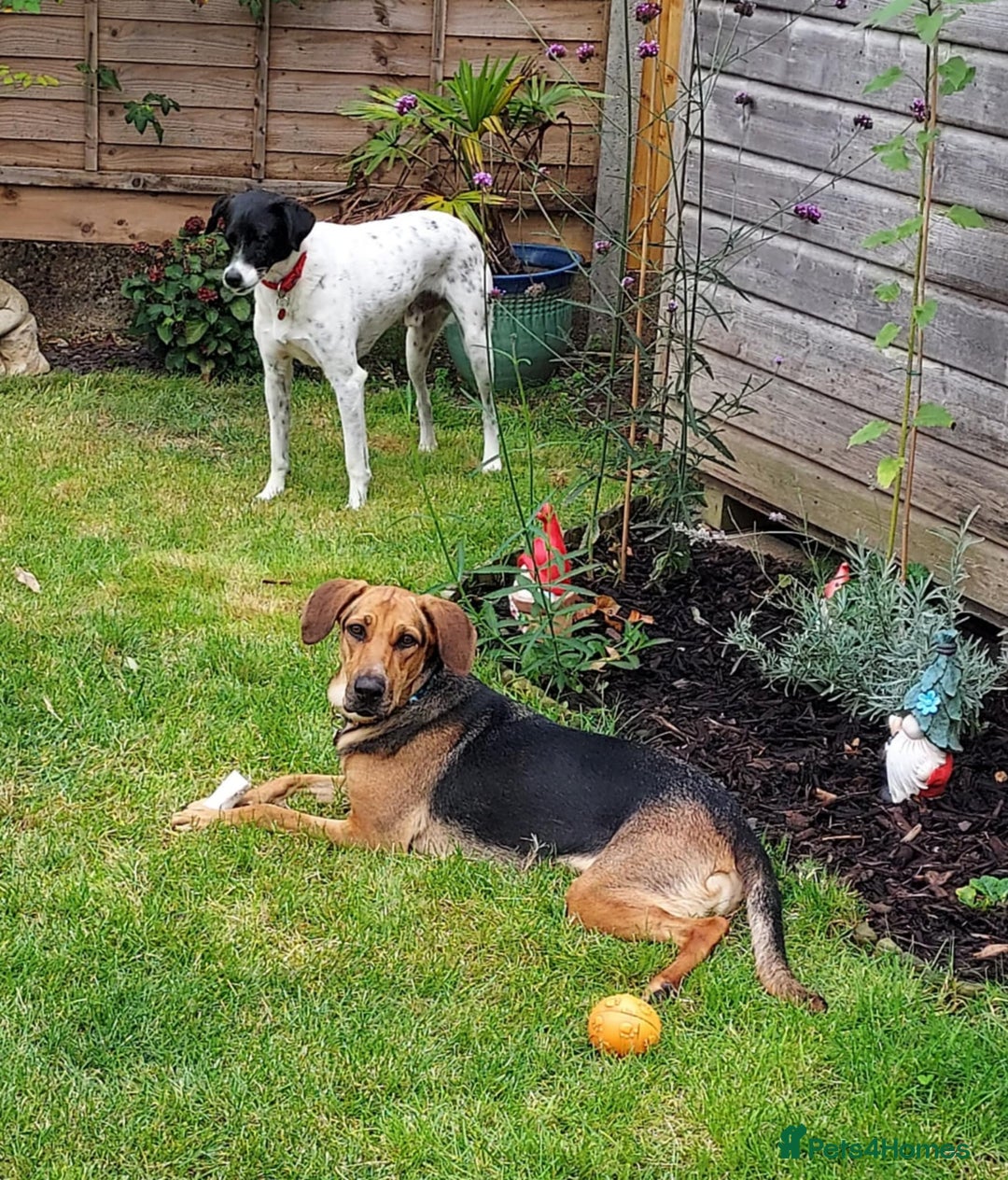 Mixed Breed dogs for adoption: Ruby is looking for her forever home - Image 3
