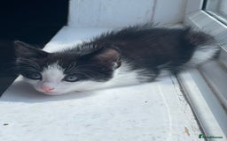 Mixed Breed cats for sale: 4 kittens for sale from 2 litters - Image 12