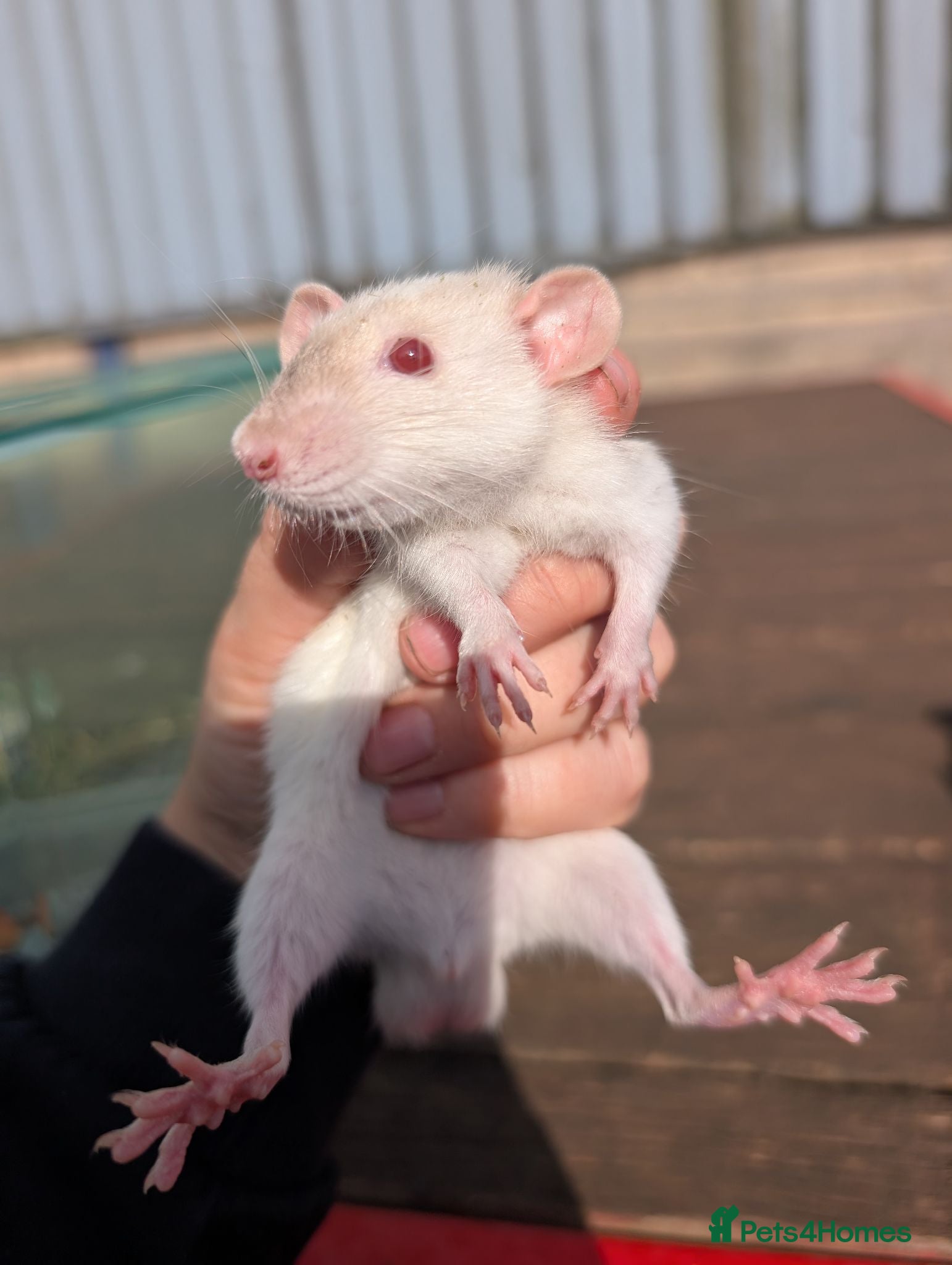 Rat rodents Tame rats  - Advert 8