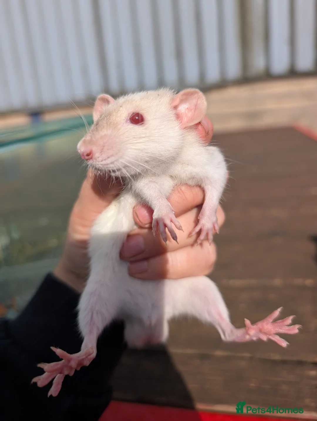 Rat rodents for sale: Tame rats, gerbils, hamster  - Advert 1