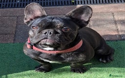French Bulldog dogs for sale: Stunning kc reg French bulldog sisters  - Image 11