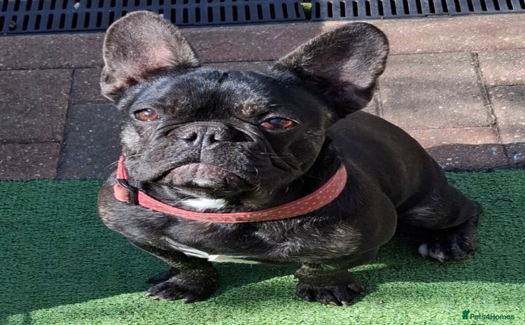 French Bulldog dogs - Advert 10