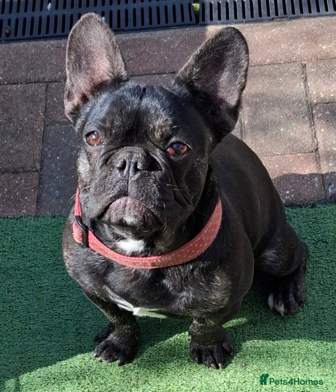 French Bulldog dogs for sale: Stunning kc reg French bulldog sisters  - Image 11