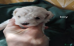 Mixed Breed dogs for sale: Lovely havapoo only 3 boys left READY TO GO - Image 8