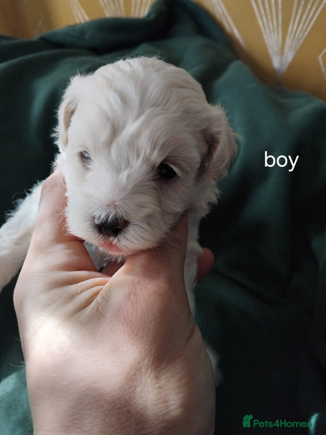 Mixed Breed dogs for sale: Lovely havapoo only 3 boys left READY TO GO - Image 8