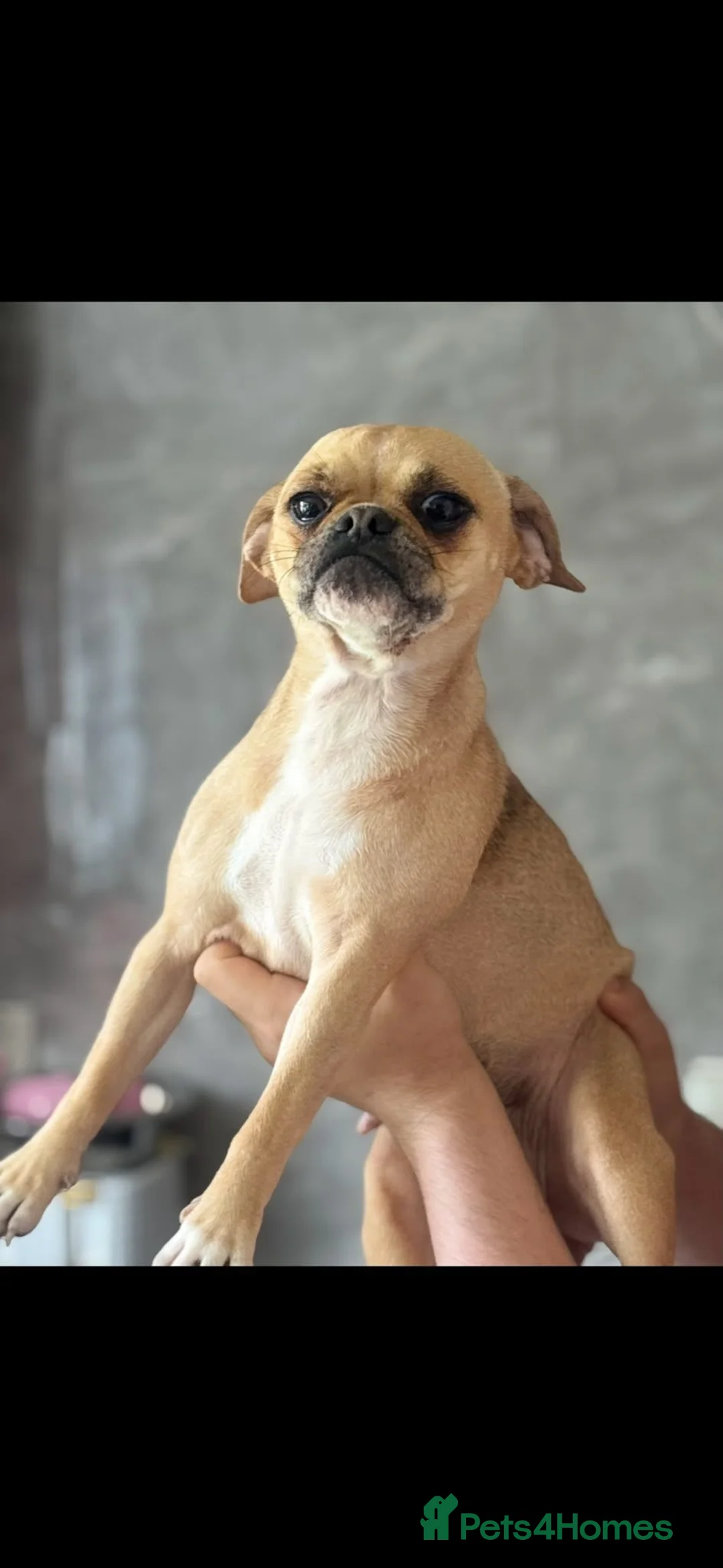 Mixed Breed dogs for sale: Mixed Breed Puppies - Advert 2