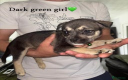 Mixed Breed dogs for sale: Husky x American bully’s  - Image 4