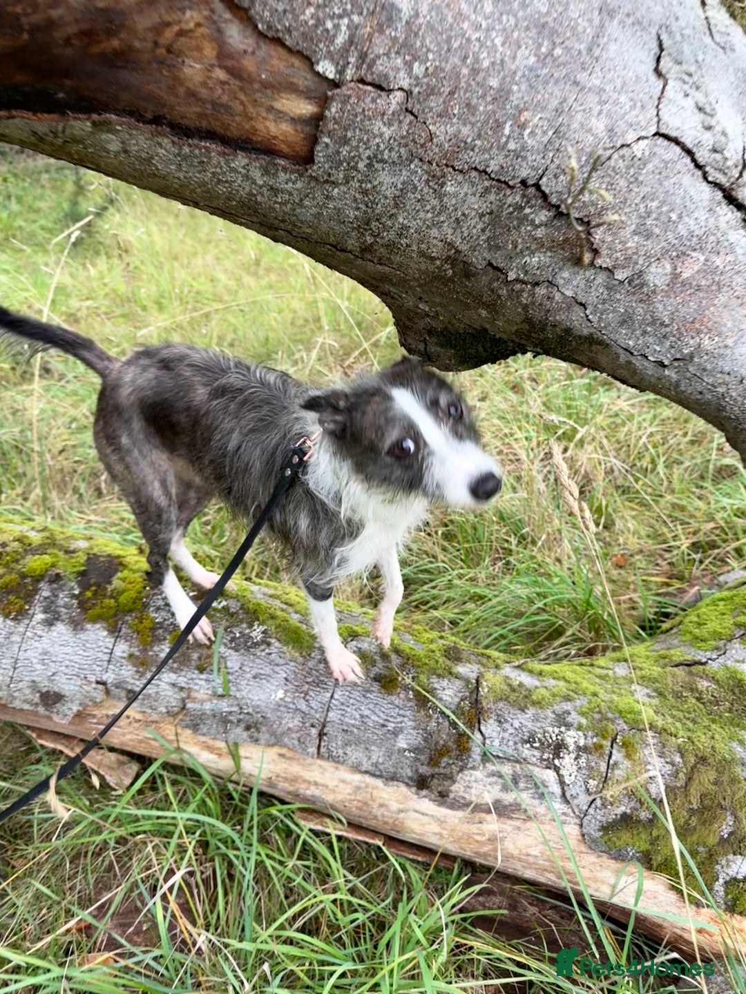 Mixed Breed dogs for adoption: FOR ADOPTION - BUBBA – BEAFORD, DEVON  - Image 5
