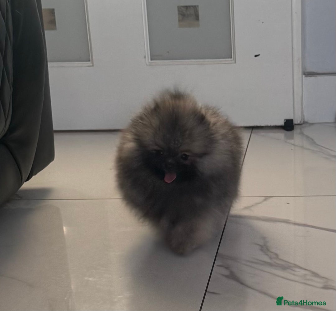 Pomeranian dogs for sale: Fabulous boys available to discerning pet homes - Advert 21