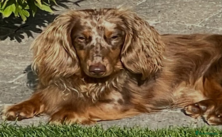 Miniature Dachshund dogs - Advert 1