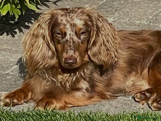 Miniature Dachshund dogs - Advert 3