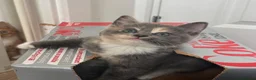 Mixed Breed cats for sale: Beautiful Kittens For Sale - Advert 1