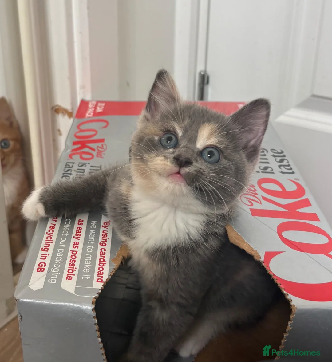 Mixed Breed cats for sale: Beautiful Kittens For Sale - Advert 1