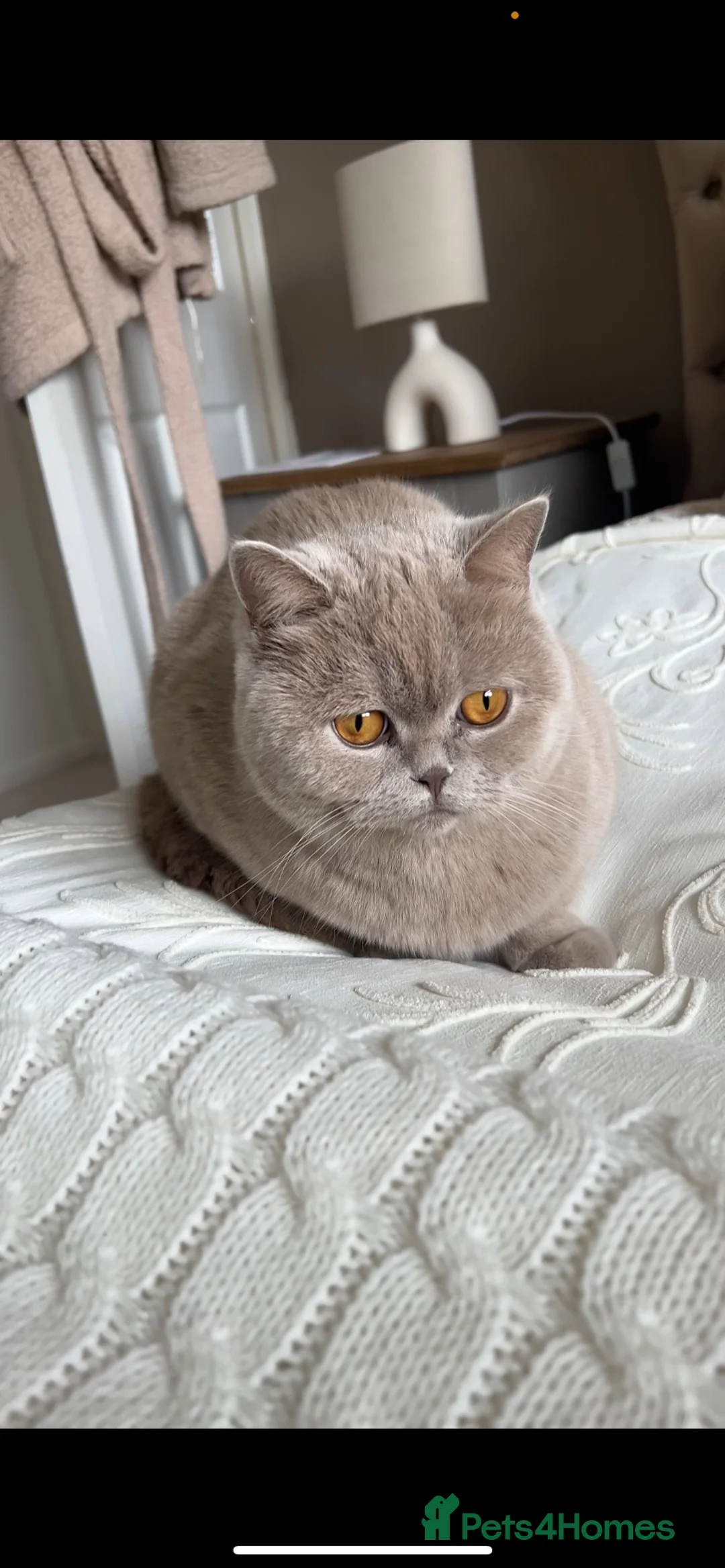 British Shorthair cats for sale: Lilac British shorthair  - Advert 4