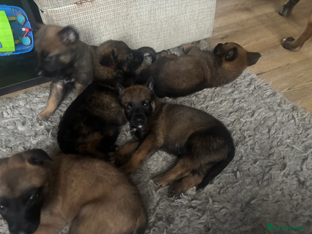 Belgian Shepherd Dog dogs for sale: Belgian shepherd pups - Advert 5