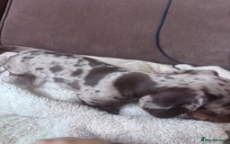Miniature Dachshund dogs for sale: Kc reg miniature dachshund  - Image 22
