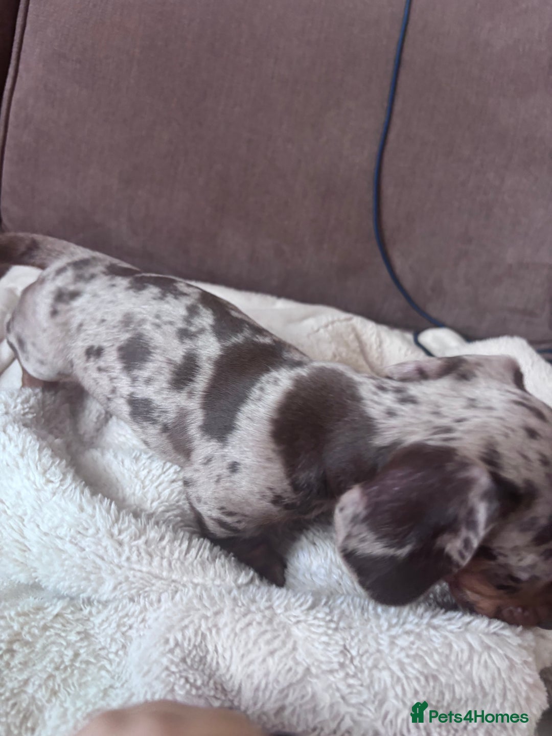 Miniature Dachshund dogs for sale: Kc reg miniature dachshund  - Image 22