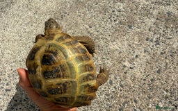 Tortoise reptiles for sale: Horsefield Russian Tortoise  - Image 3