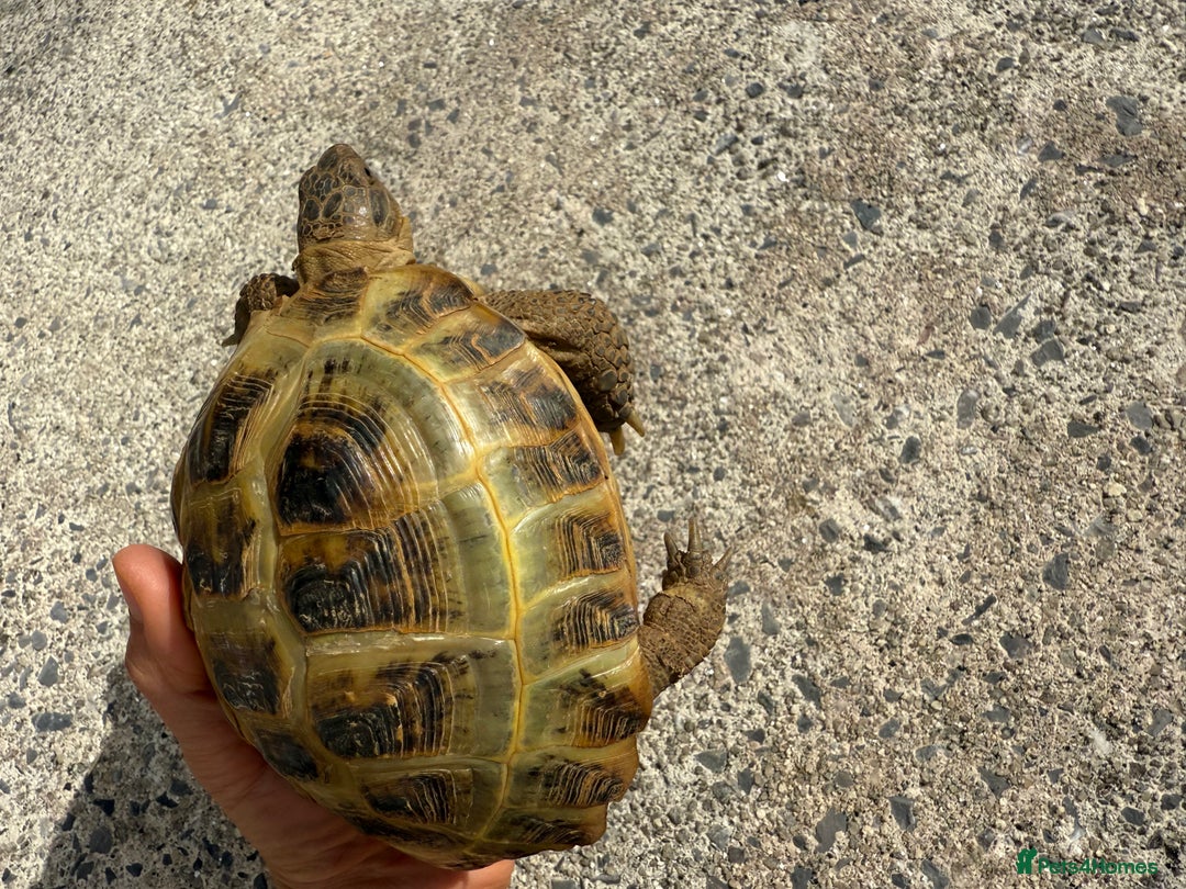 Tortoise reptiles for sale: Horsefield Russian Tortoise  - Image 3