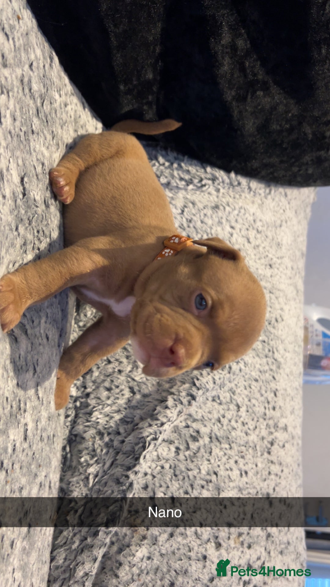 American Bully dogs for sale: Stunning pocket bullie’s  - Image 22