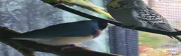 Mixed Breed birds for sale: Mixed aviary birds in Newton Abbot - Advert 6