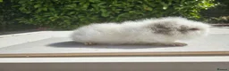 Guinea Pig rodents for sale: Baby male swiss guinea pigs  - Advert 10
