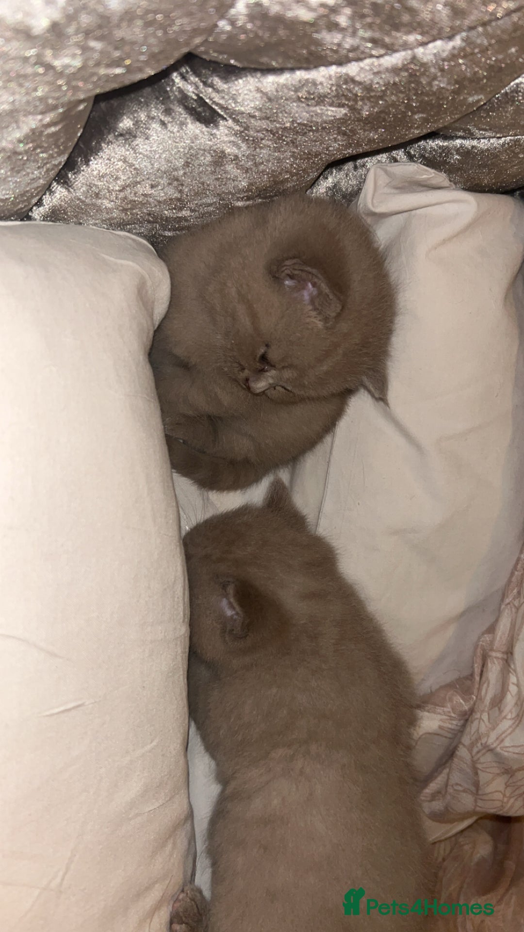 British Shorthair cats for sale: Beautiful female BSH  - Image 10