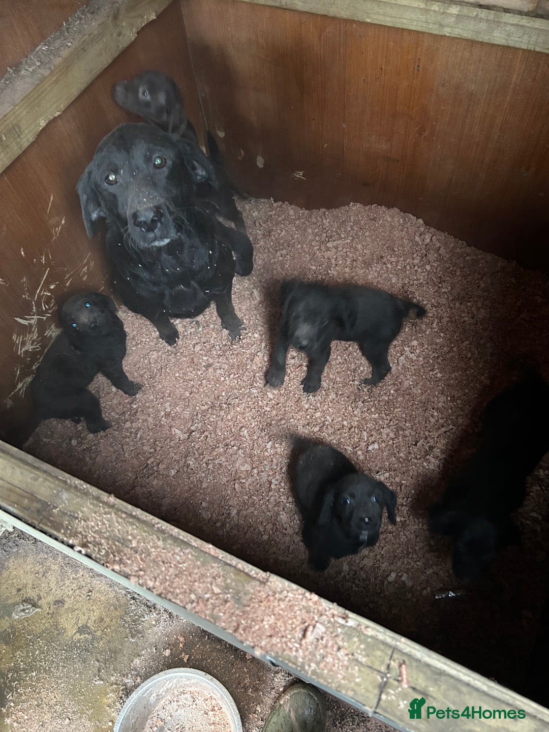 Cockerdor dogs for sale: Cockeradors for sale  - Advert 11