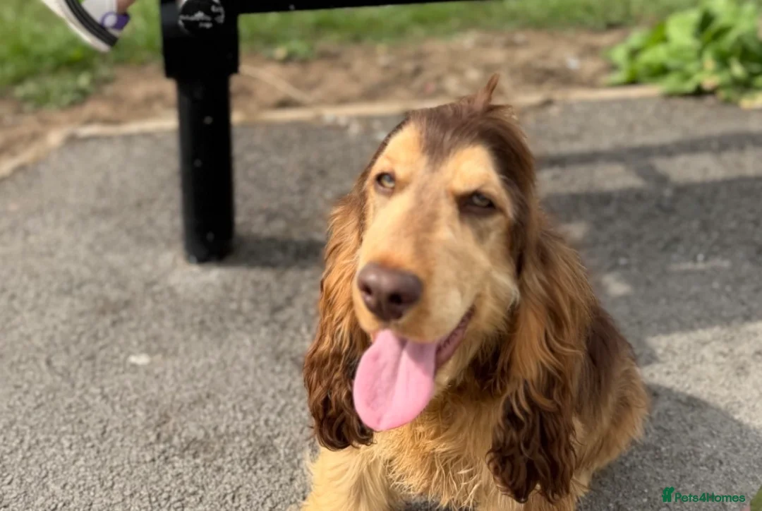 Cocker Spaniel dogs for sale: KC REGISTERED CHOCOLATE SABLE MALE  - Advert 2