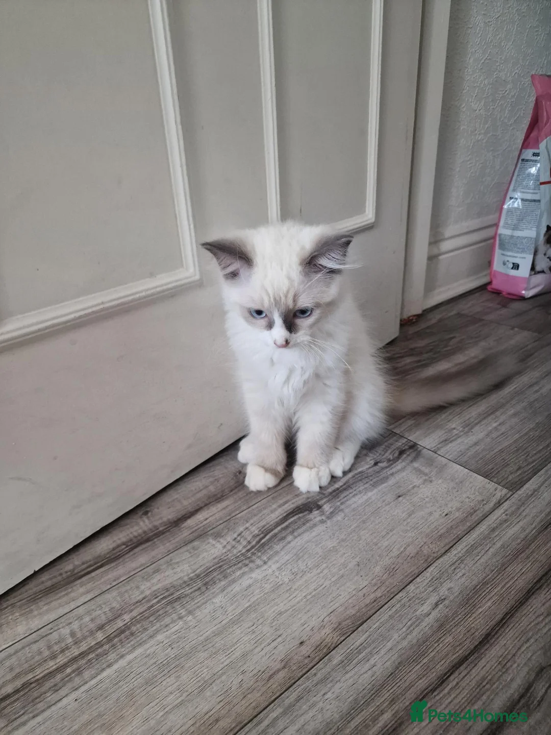 Ragdoll cats for sale: 2 nice 3 months kittens looking for new homes - Advert 12