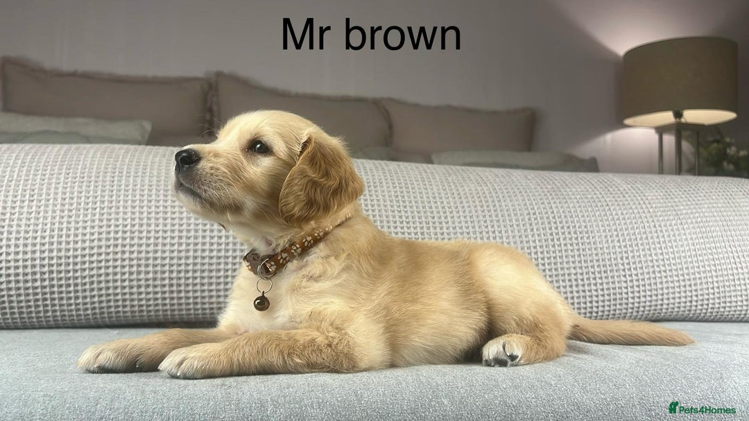 Golden Retriever dogs for sale: KC GOLDENS FROM HIP ELBOW DNA GOOD LINEAGE - Advert 8