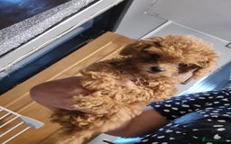 Toy Poodle dogs for sale: Tiny kc Russian background toy poodle poppies  - Image 35