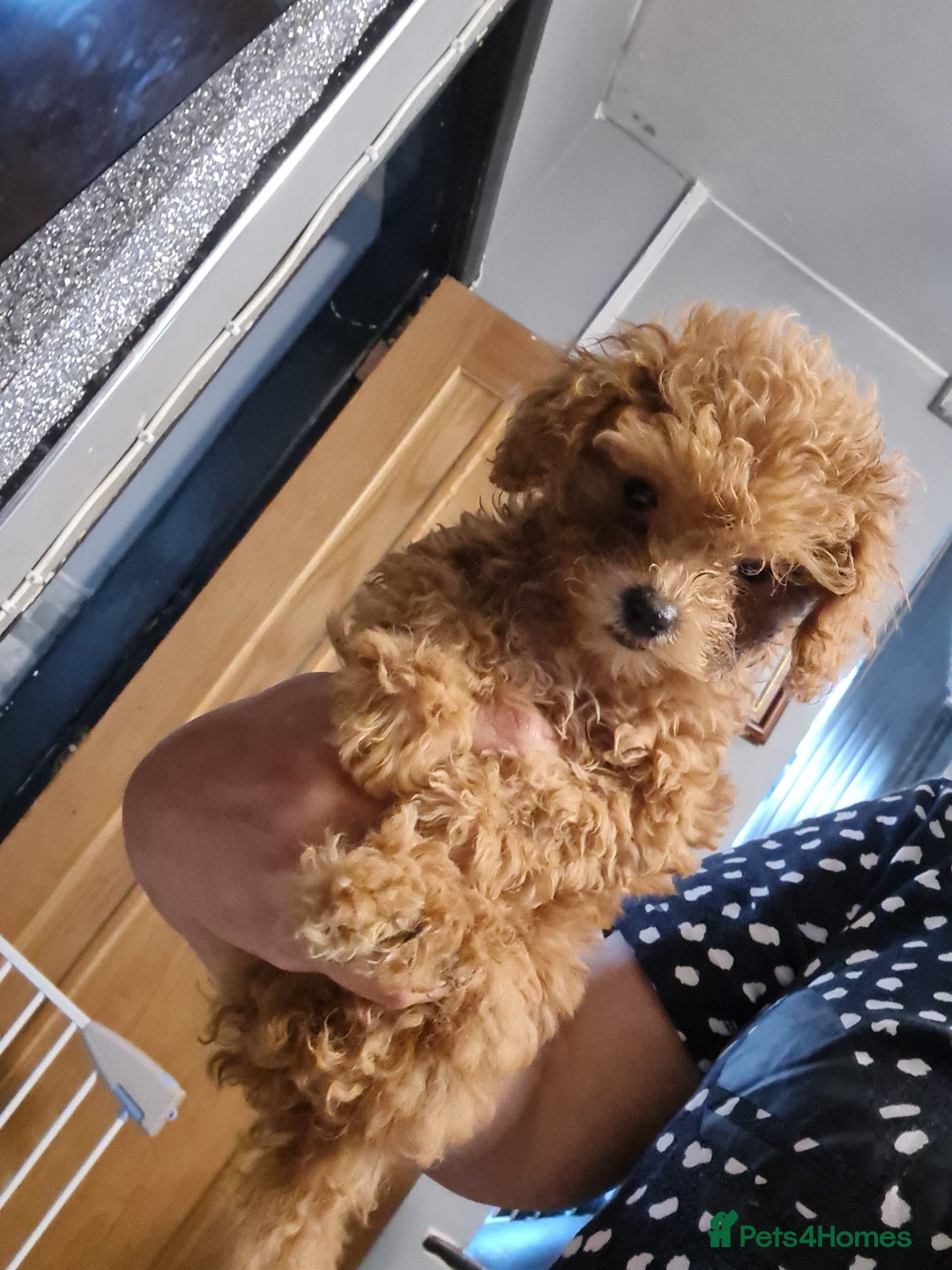 Toy Poodle dogs for sale: Tiny kc Russian background toy poodle poppies  - Image 35