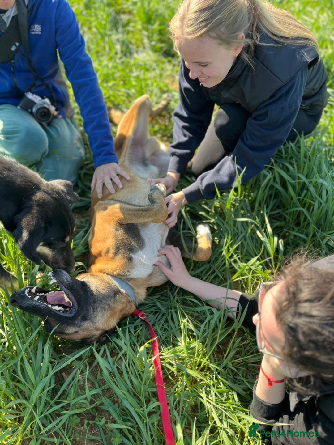 Belgian Shepherd Dog dogs for adoption: Taco is ready for adoption or a foster home - Advert 3