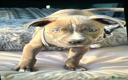 Mixed Breed dogs for sale:  Last Beautiful blue nose girl available  - Image 2