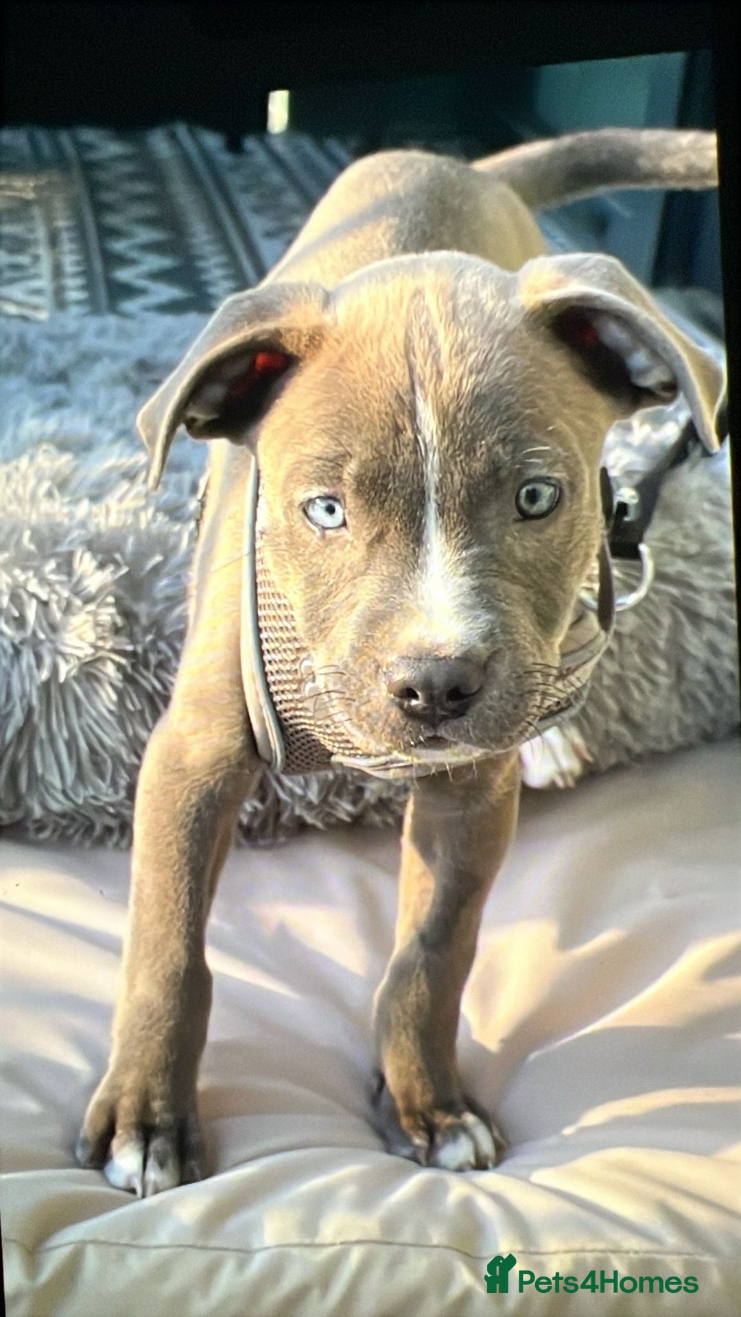 Mixed Breed dogs for sale:  Last Beautiful blue nose girl available  - Image 2