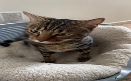 Bengal cats for sale: Beautiful bengal boy needs a new home  - Image 2