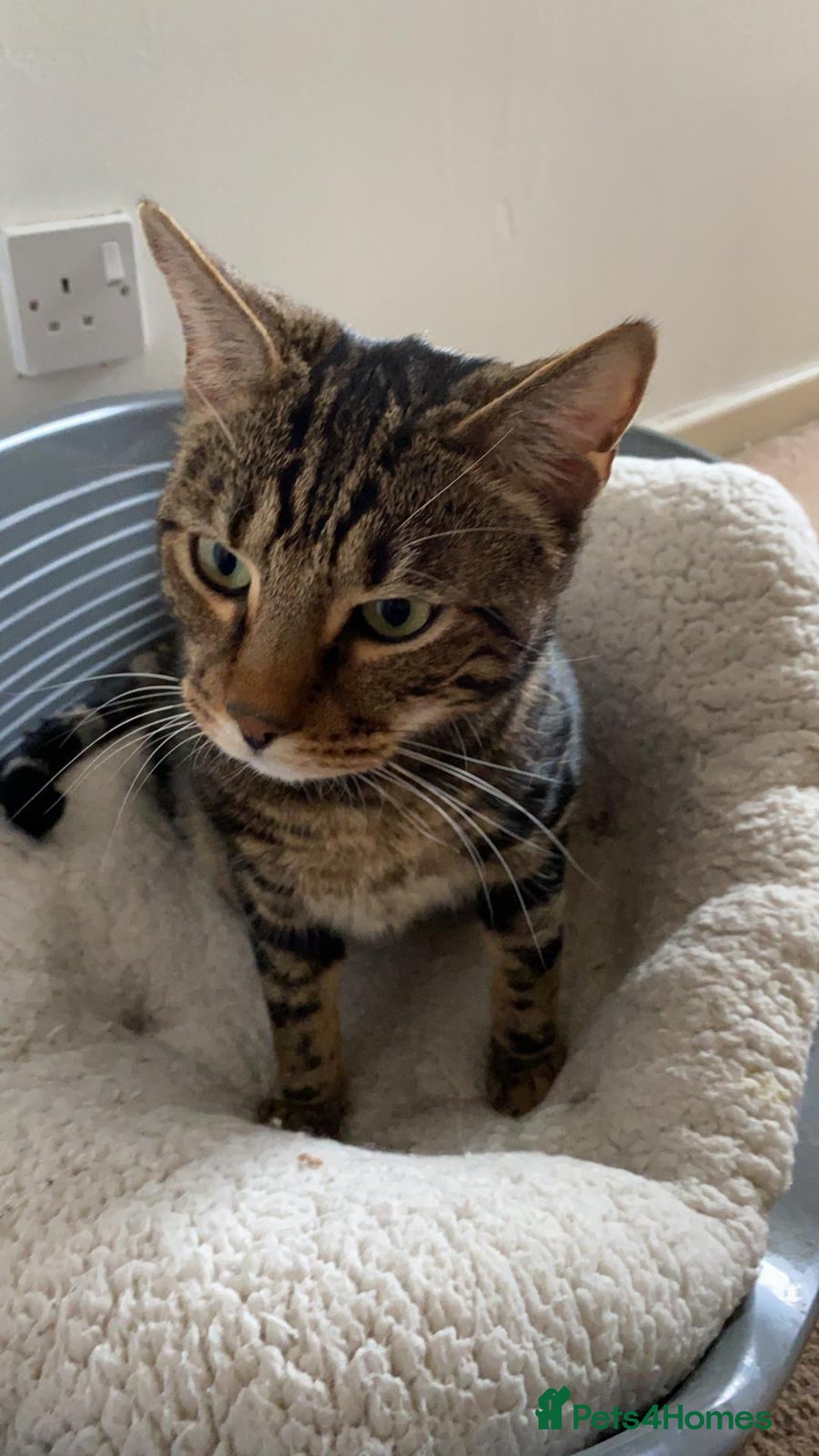 Bengal cats for sale: Beautiful bengal boy needs a new home  - Image 2