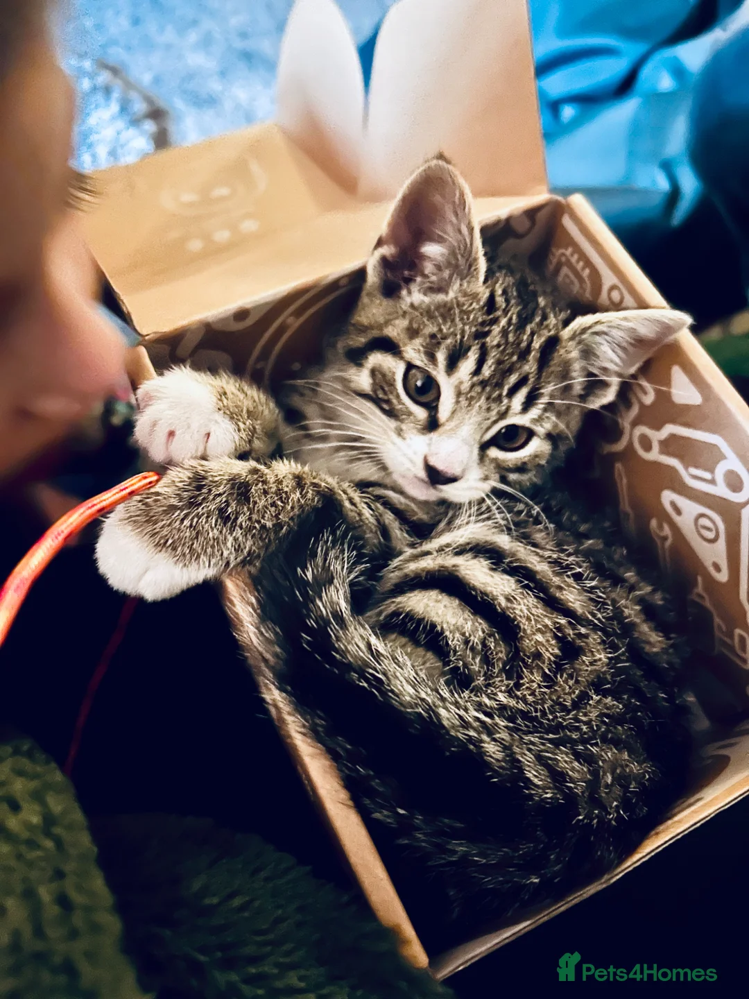Mixed Breed cats for sale: Male tabby mixed breed kitten available this eve in Edinburgh - Advert 4