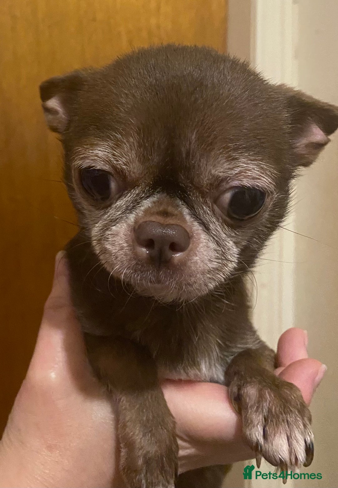 Chihuahua dogs for sale: Two Smooth Coat Chihuahua Boys - Ready Now - Advert 3