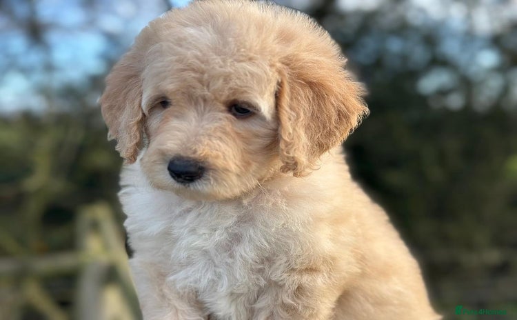 Mixed Breed dogs F1B SAINTBERNADOODLE FULL VET CHECKED ALL HEALTHY - Advert 2