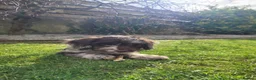 Cockapoo dogs for sale: 10 month old Cockapoo  in Crediton - Advert 14