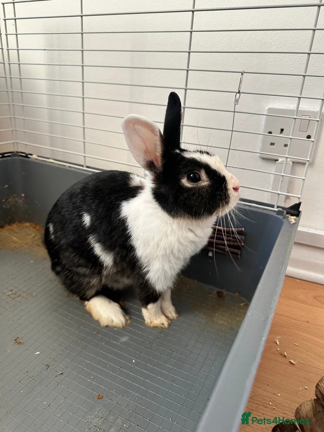 Dutch rabbits for sale: Female bunny  - Advert 8