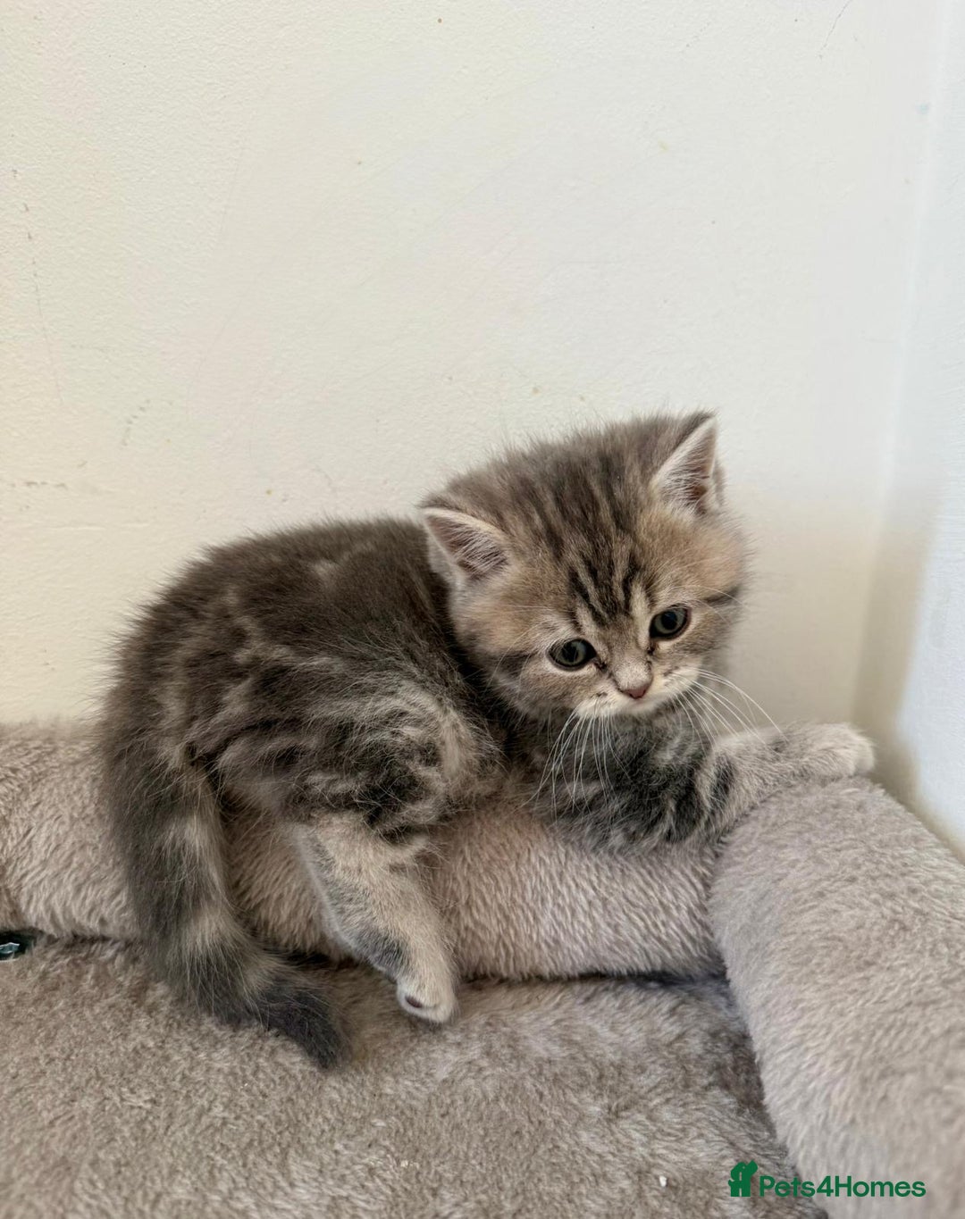 Mixed Breed cats for sale: British long hair  - Advert 10