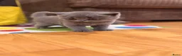 British Shorthair cats for sale: Beautiful British Shorthair Kittens in Watford - Advert 20
